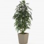 Poppy flower pot Poppy flower pot