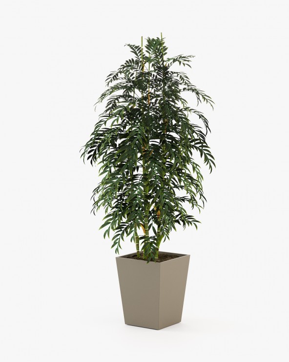 Poppy flower pot