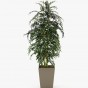 Poppy flower pot Poppy flower pot