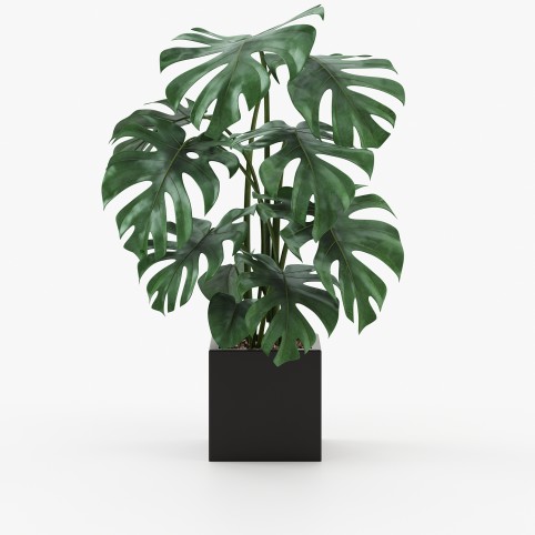 Stela Flower Pot
